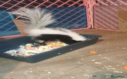 Ferret rodents for sale: Experienced home needed for special skunk - Image 2