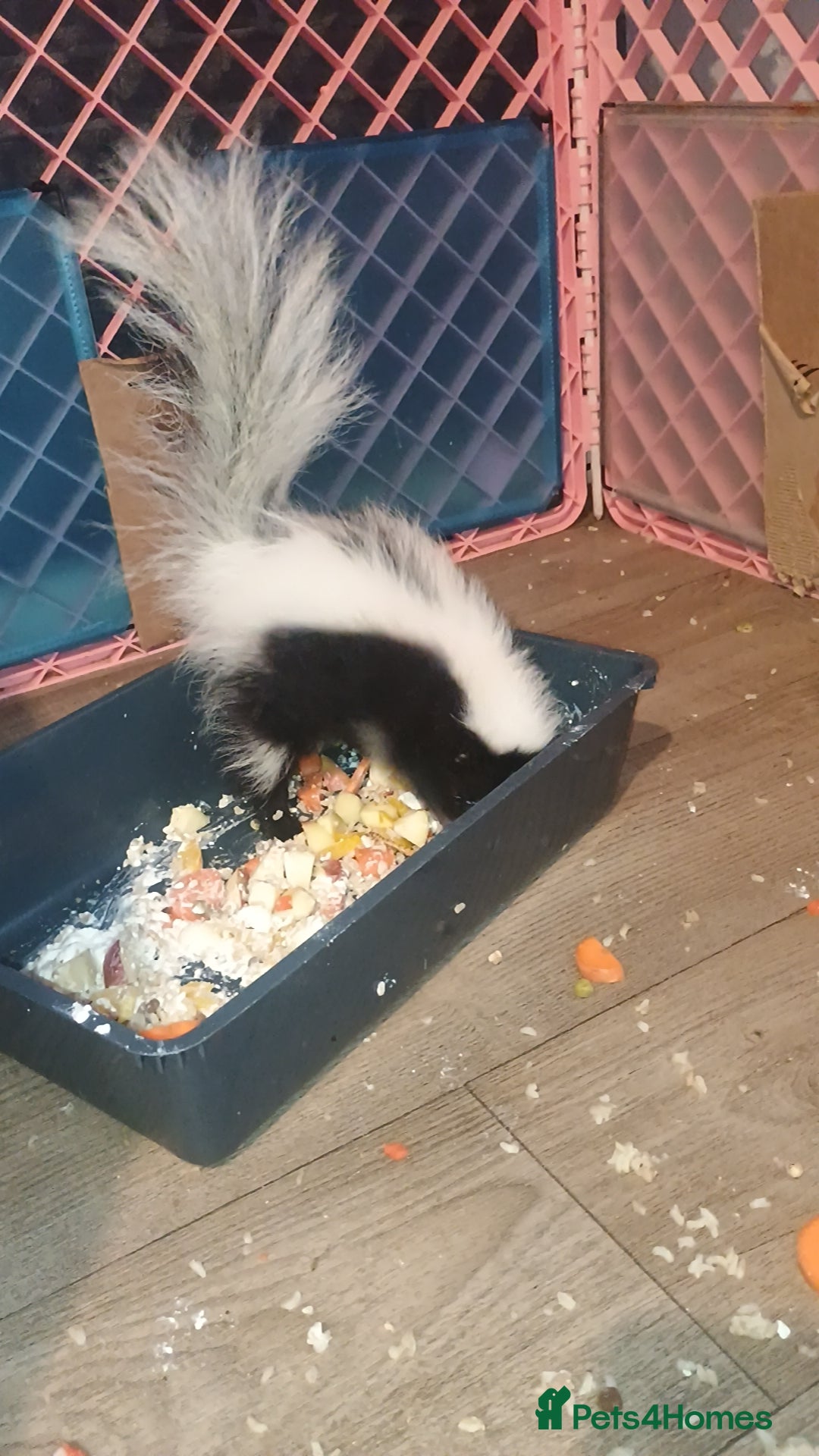 Ferret rodents for sale: Experienced home needed for special skunk - Image 2