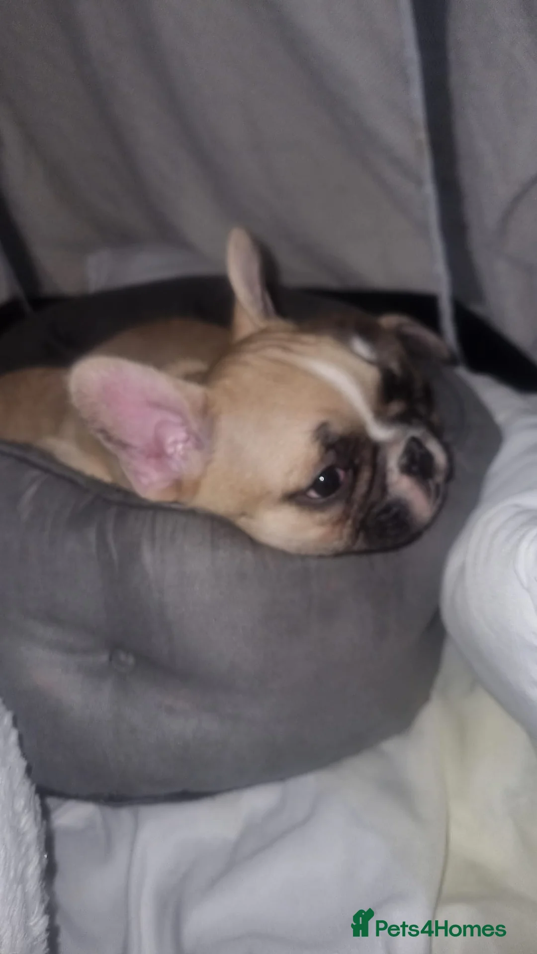 French Bulldog dogs for sale: DWKC Registered Puppies – Health Tested  - Advert 23