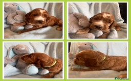 Irish Doodle dogs for sale: Gorgeous Miniature F1 Irish Doodles - Image 12