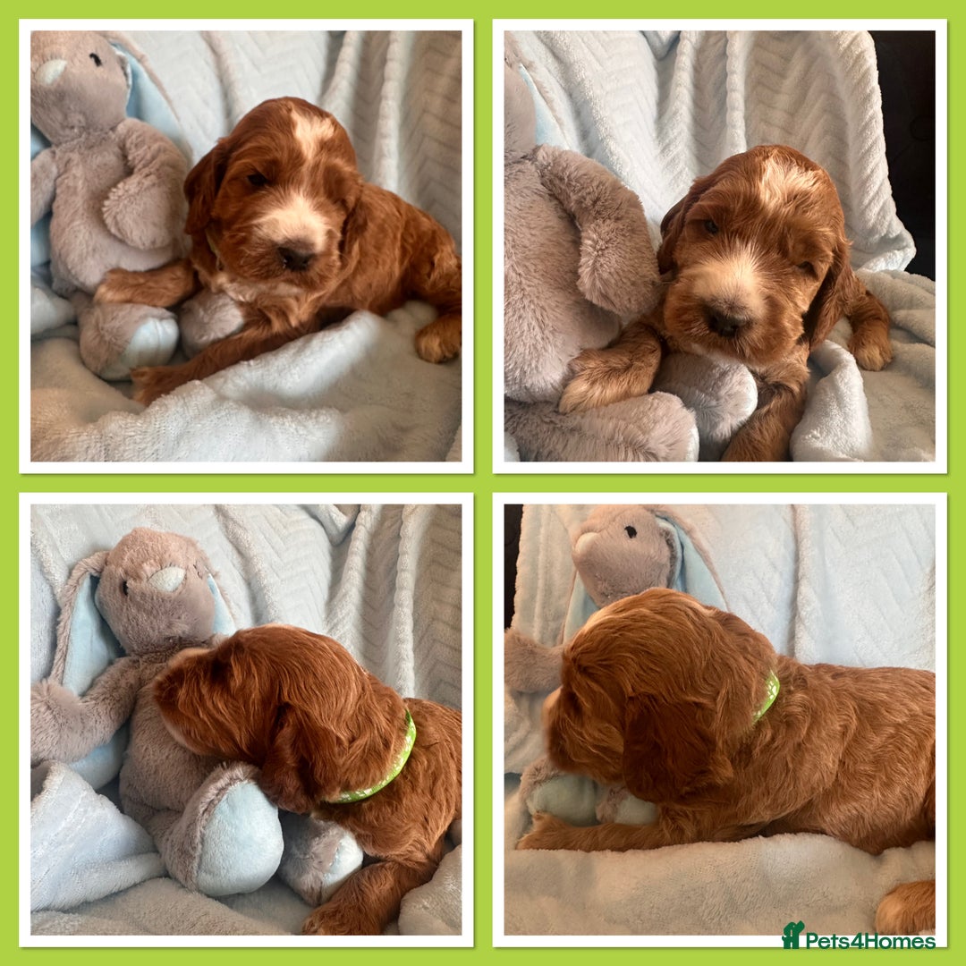Irish Doodle dogs for sale: Gorgeous Miniature F1 Irish Doodles - Image 12