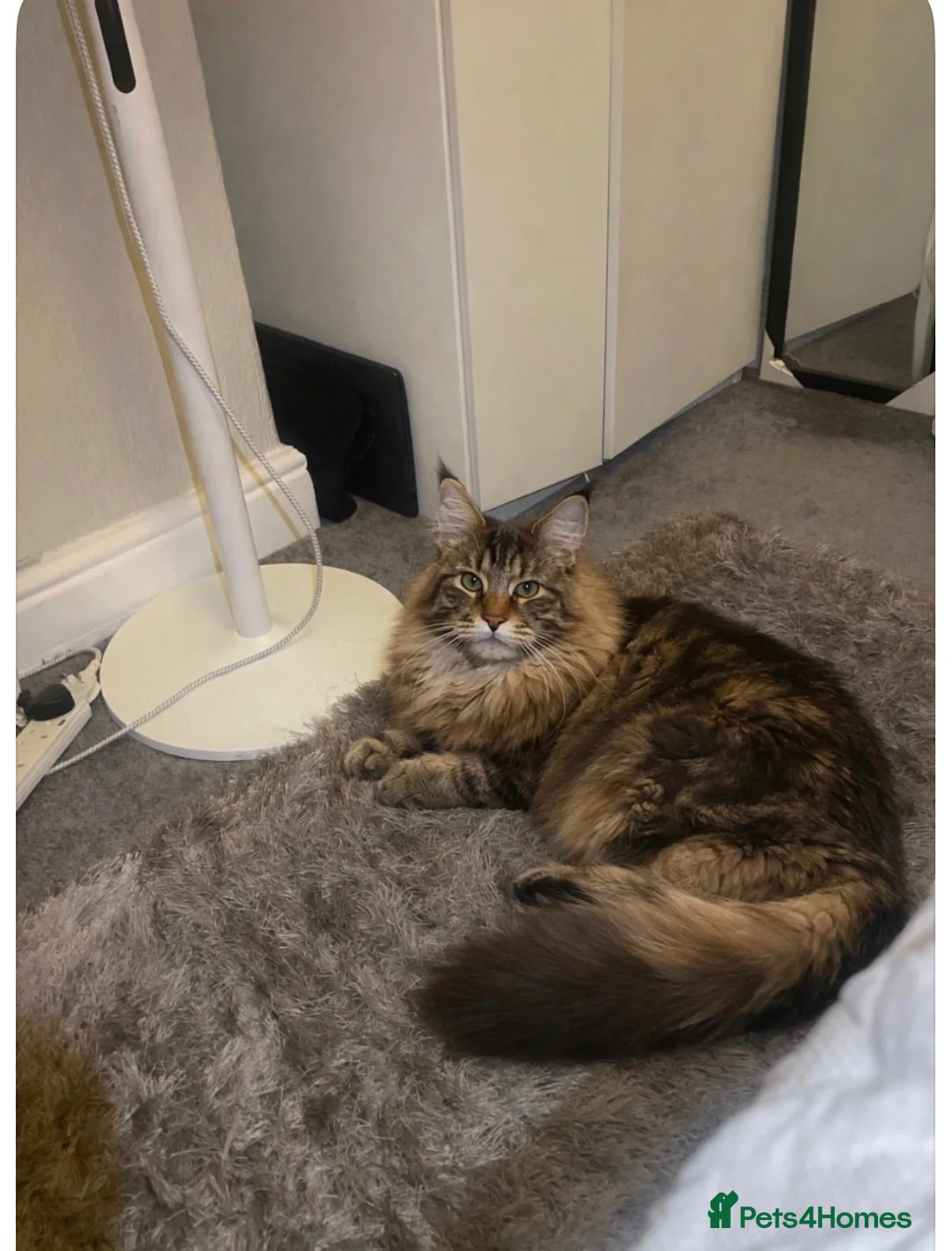 Mixed Breed cats for sale: British shorthaired x ragdoll  - Advert 6