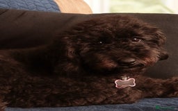 Labradoodle dogs for sale: Rare Roan Ebony Tiny/Mini Labradoodlese Puppies  - Image 2