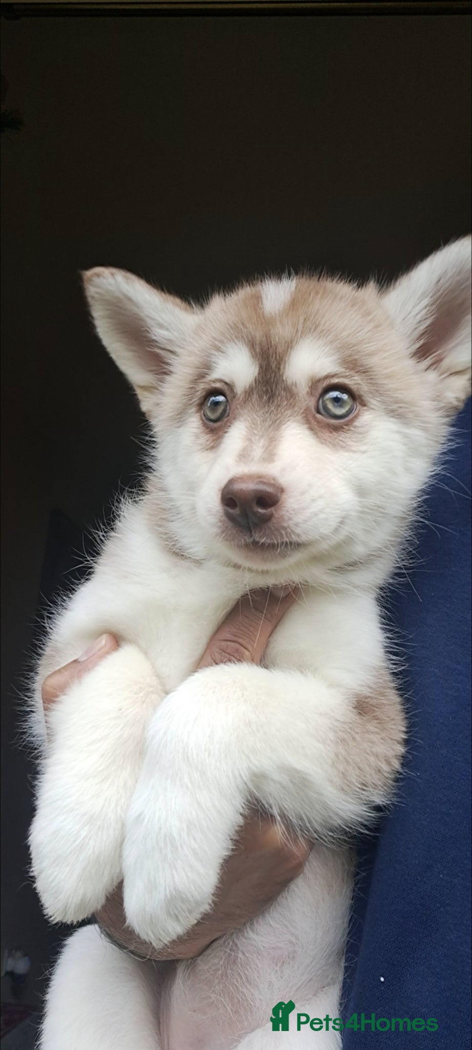 Pomsky dogs ❤️Green eyed girl F4 generation,Toy sized - Advert 1