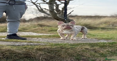 French Bulldog dogs in Bagillt - Advert 15