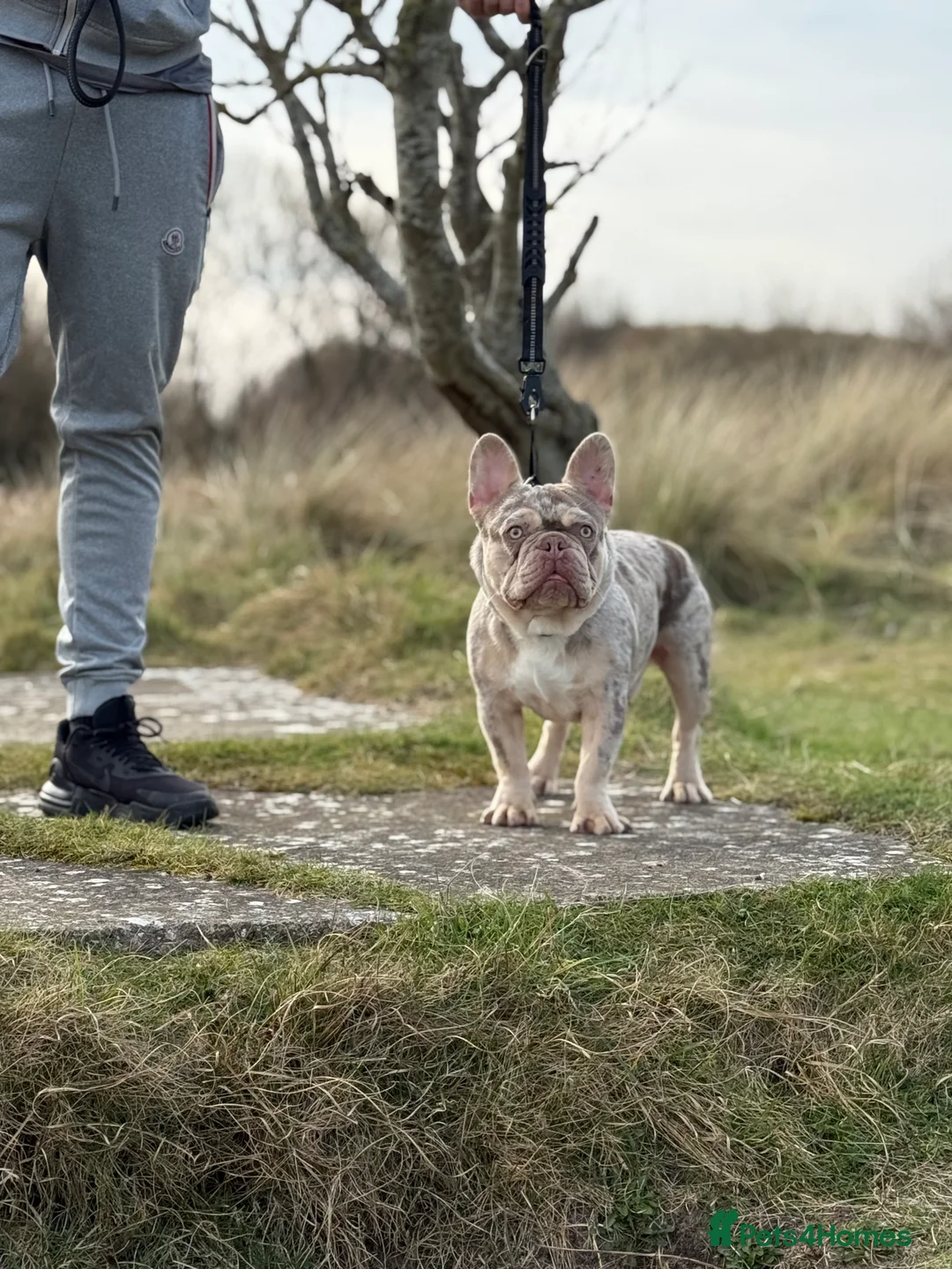 French Bulldog dogs for stud: Newshade Merle & tan pink&fluffy producer PROVEN  in Bagillt - Advert 2