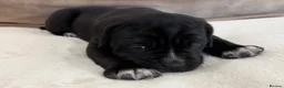 Cane Corso dogs for sale: Beautiful pure bred cane corso pups  - Advert 6