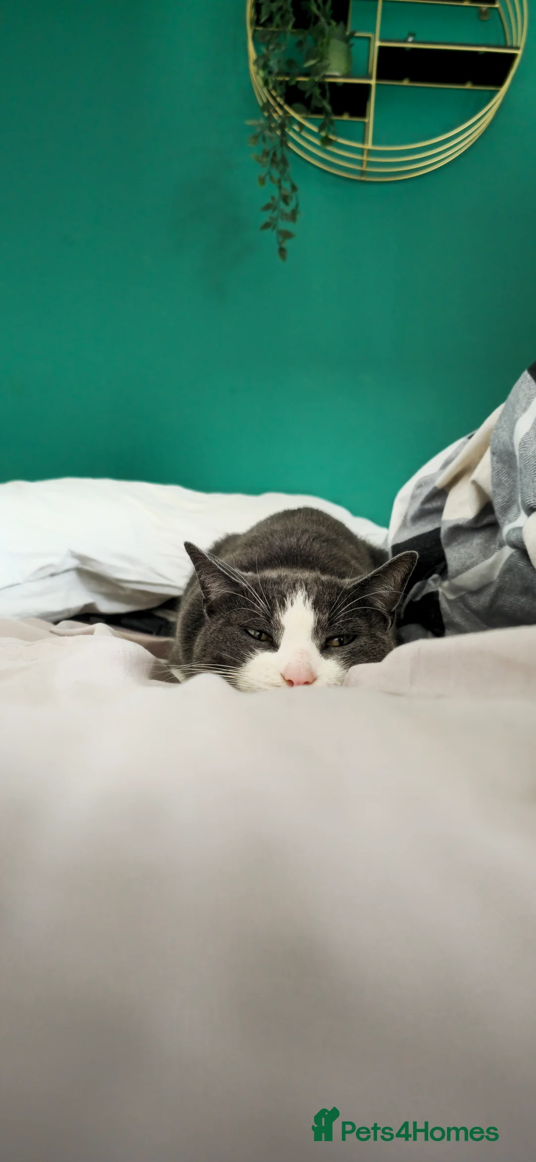 Mixed Breed cats for sale: Juno 7 years old - Advert 9