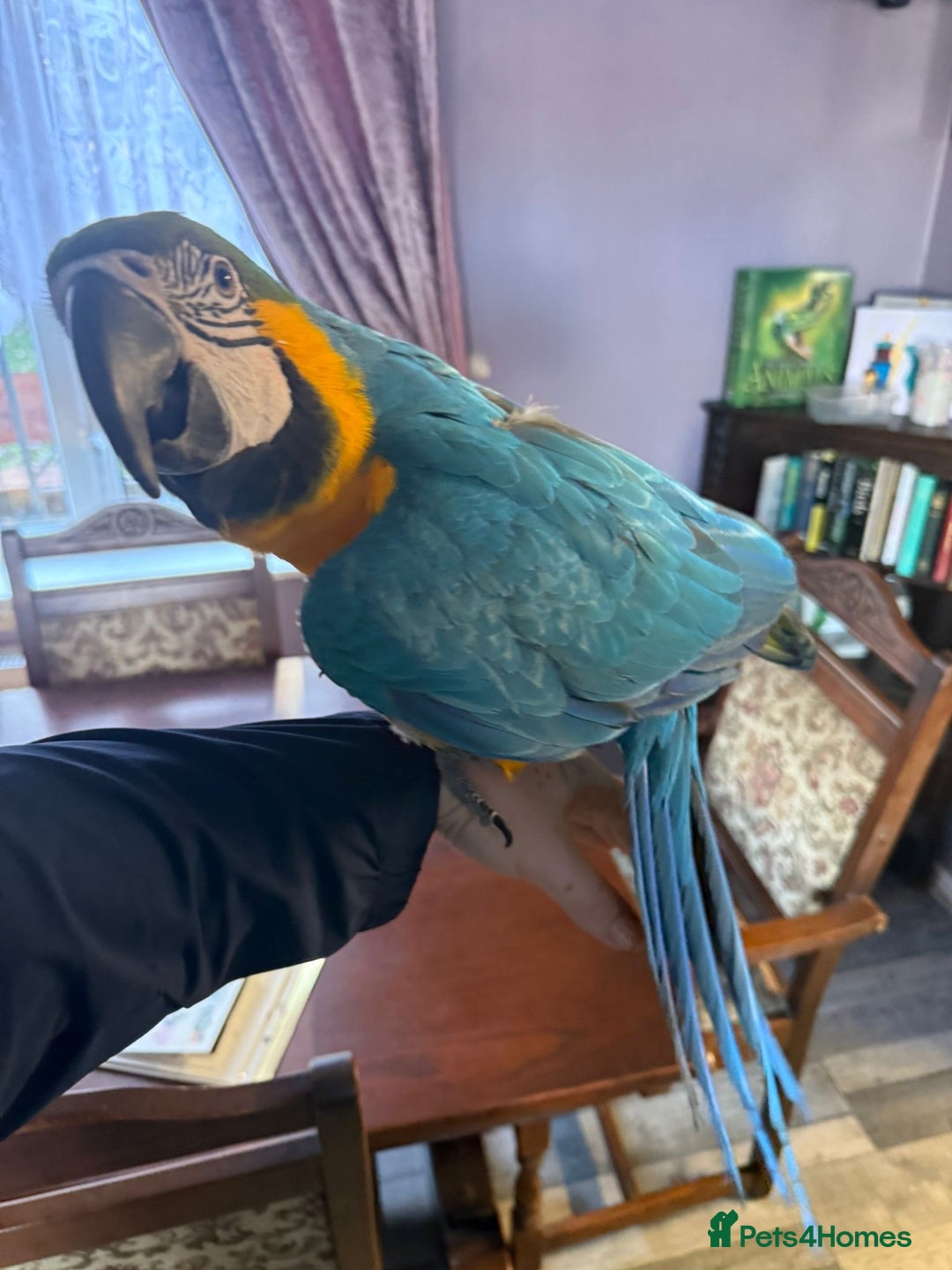 Macaws birds for sale: Blue and gold macaw  - Advert 1