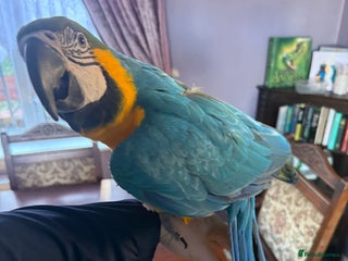 Macaws birds Blue and gold macaw - Advert 1