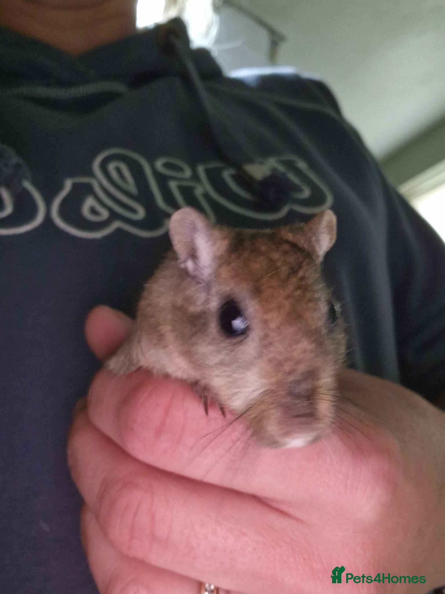 Gerbil rodents 2 x male gerbils with cage etc - Advert 2