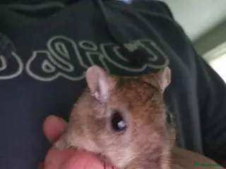 Gerbil rodents 2 x male gerbils with cage etc - Advert 6