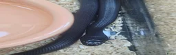Snake reptiles for sale: Mexican black kingsnake  - Advert 7