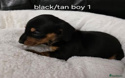 Miniature Dachshund dogs for sale: Beautiful Litter of Miniture Dachshunds  - Advert 8