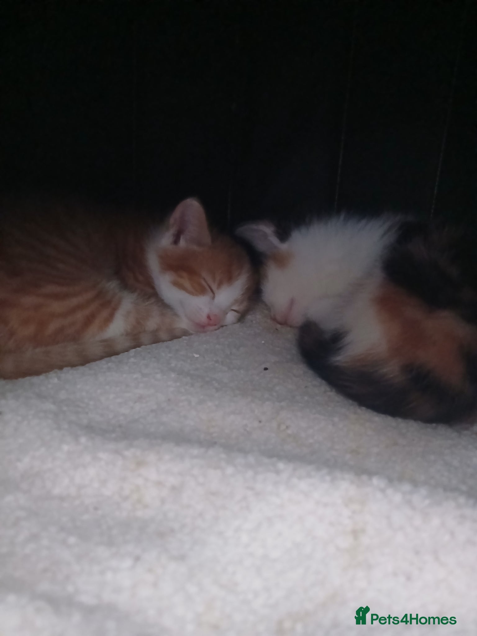 Mixed Breed cats for sale: 4 beautiful kittens ready for new homes. - Advert 14