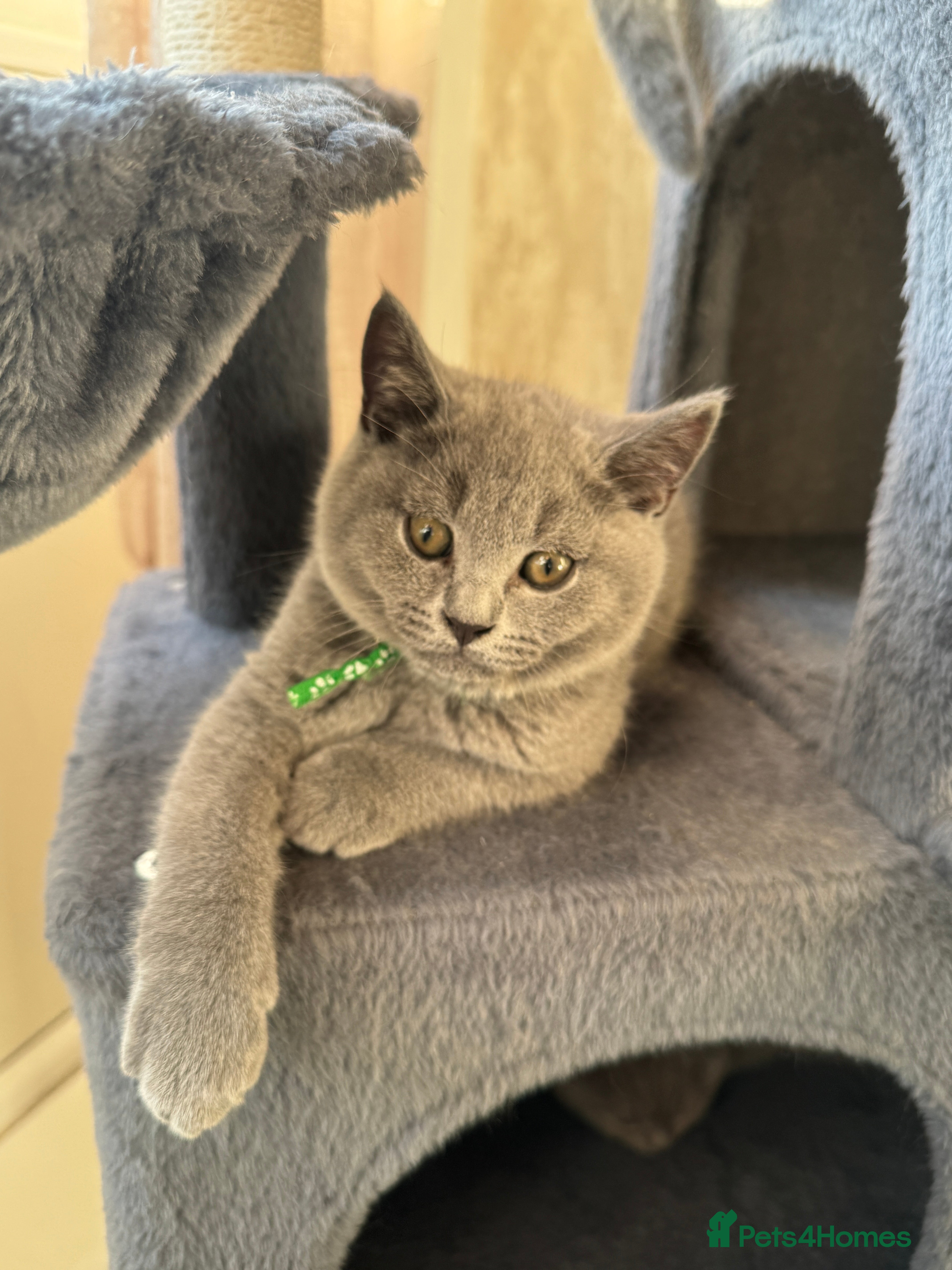 British Shorthair cats for sale: Beautiful British shorthair kittens  - Advert 20