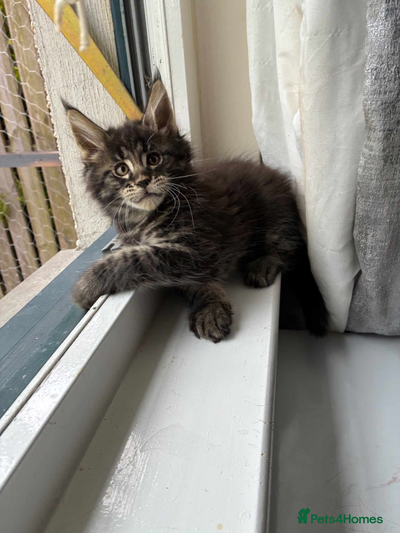 Maine Coon cats Maine coon kittens  - Advert 9