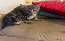 Domestic Shorthair cats for sale: Female Kittens for Sale - Image 2