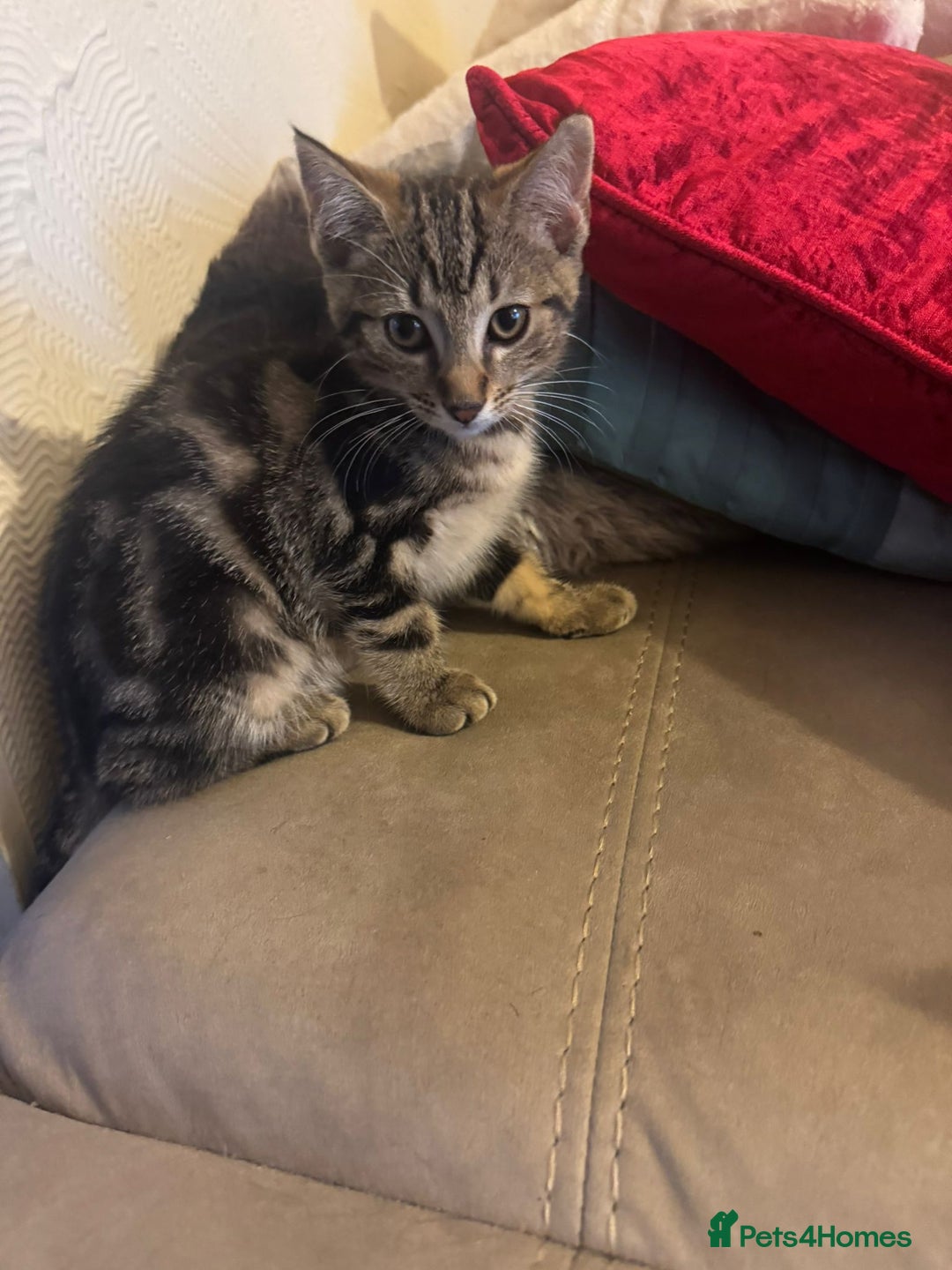 Domestic Shorthair cats for sale: Female Kittens for Sale - Image 2