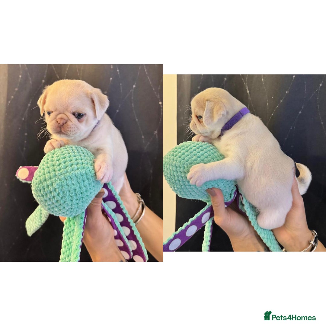 Pug dogs for sale: beautiful rare colour pug puppies - Advert 6