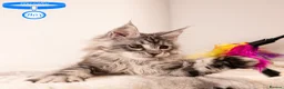 Maine Coon cats for sale: XL Stunning Maine Coon / TICA /Ready - Advert 34