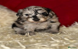 Toy Poodle dogs for sale: 🩷💜Stunning Toy Poodles For Sale 🩷💜 - Advert 2