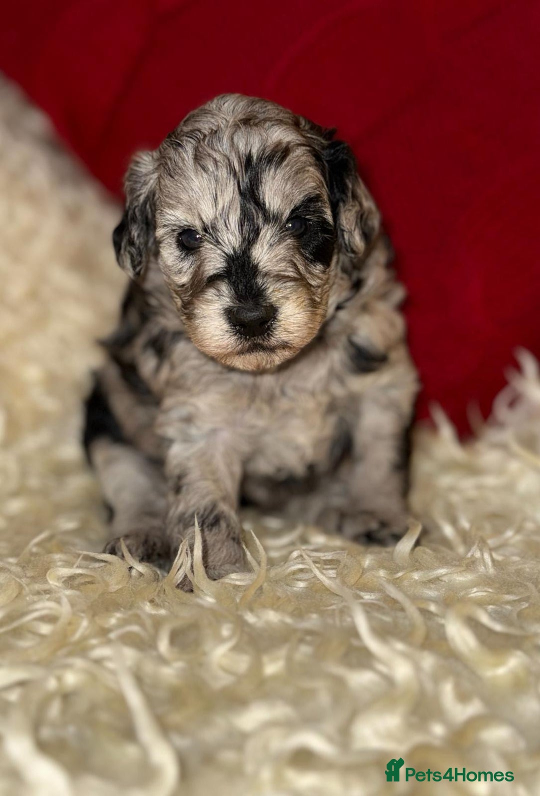 Toy Poodle dogs for sale: 🩷💜Stunning Toy Poodles For Sale 🩷💜 - Advert 2