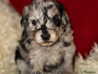 Toy Poodle dogs Stunning Toy Poodles For Sale - Advert 14