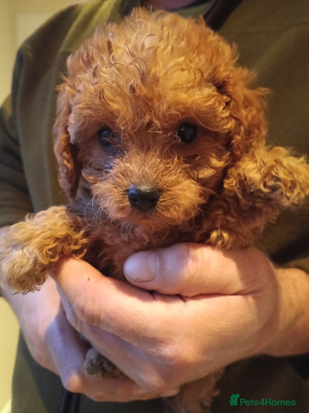 Cavapoo dogs for sale: Cavapoos f1 puppies Stunning ♥️ fox red!!!! - Advert 5