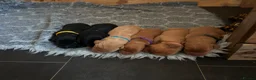 Labrador Retriever dogs for sale: Beautiful Labrador Retriever Puppies in Tiverton - Advert 9