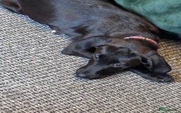 Mixed Breed dogs for sale: Female dog  - Image 1