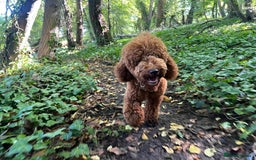 Miniature Poodle dogs for sale: Beautiful deep red  - Image 9