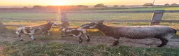 Sheep livestock for sale: Dutch Spotted × Zwartble Ewe Twin Lambs  in Sheffield - Advert 3