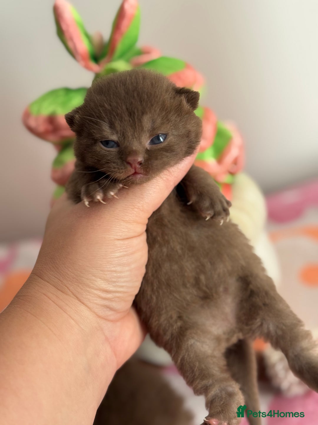 British Shorthair cats for sale: 🧶🍩Chocolate BSH boys ⭐️💎GCCF reg  - Image 11