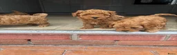 Cavapoo dogs for sale: Cavapoo f1b pups  - Advert 10