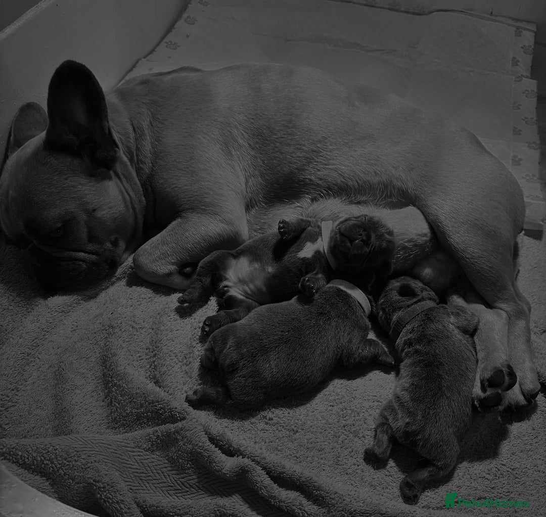 French Bulldog dogs for sale: Ready today! Beautiful french bulldog puppies - Advert 6