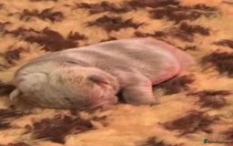 English Bulldog dogs for sale: English bulldog puppies - Image 17