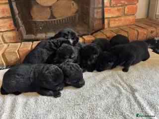 German Shepherd dogs Quality Litter of GSD Puppy’s @icepack - Advert 1
