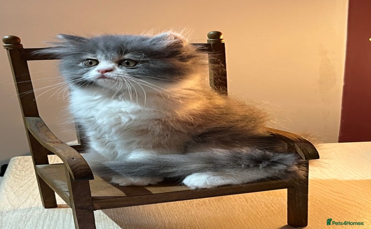 Persian cats - Advert 7