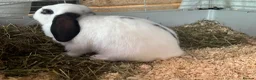 Mini Lop rabbits for sale: Two beautiful male rabbits for sale in Pembroke - Advert 4