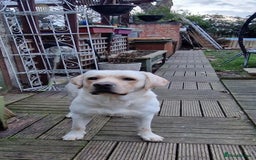 Labrador Retriever dogs for sale: Top Pedigree Labrador retriever puppies - Image 25