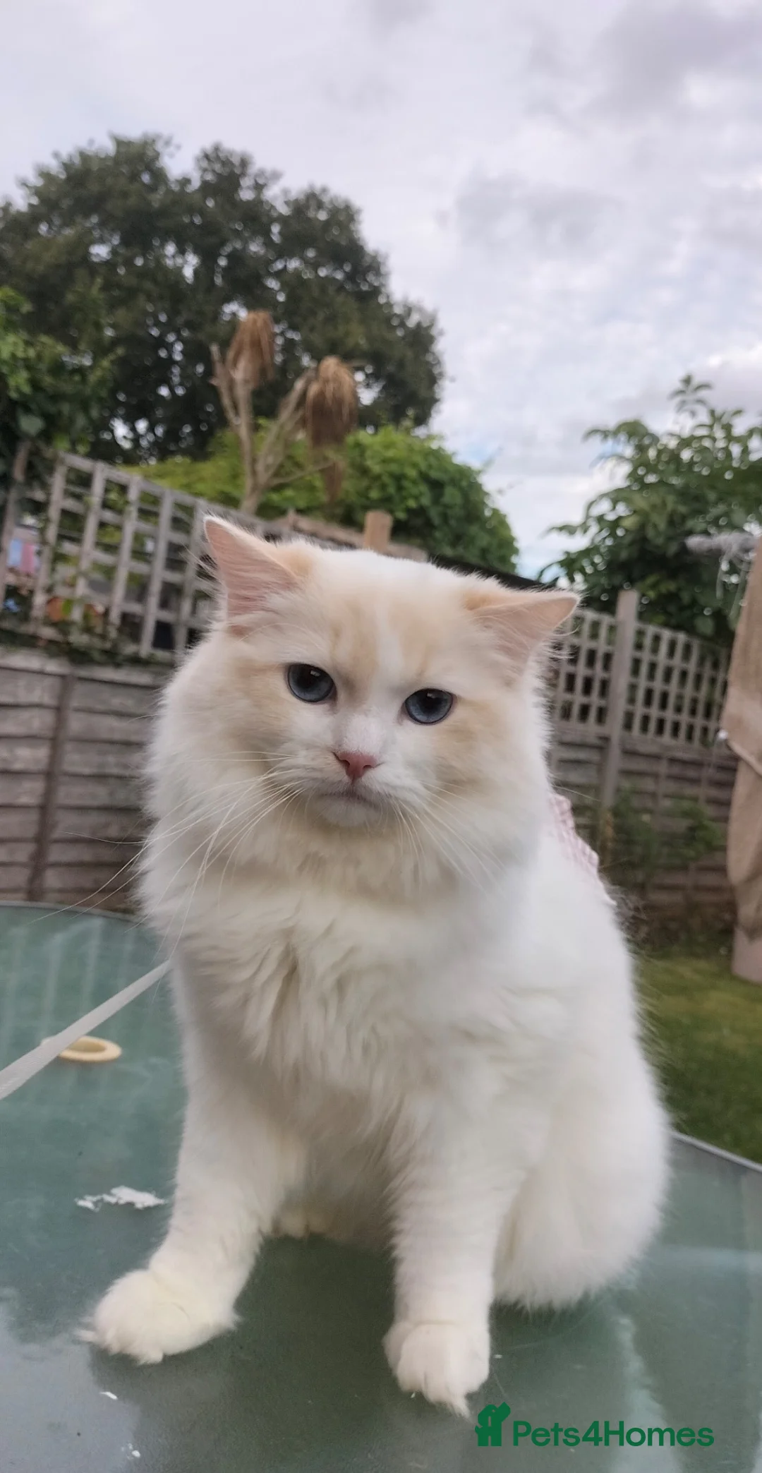Ragdoll cats for sale: Active GCCF and TICA ragdoll male cream bi colour  - Advert 2
