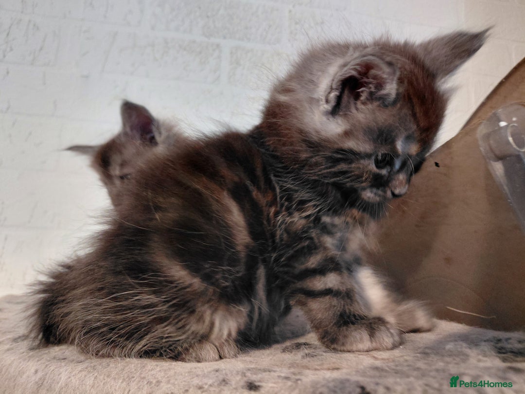 Maine Coon cats for sale: Maine Coon kittens  - Advert 7