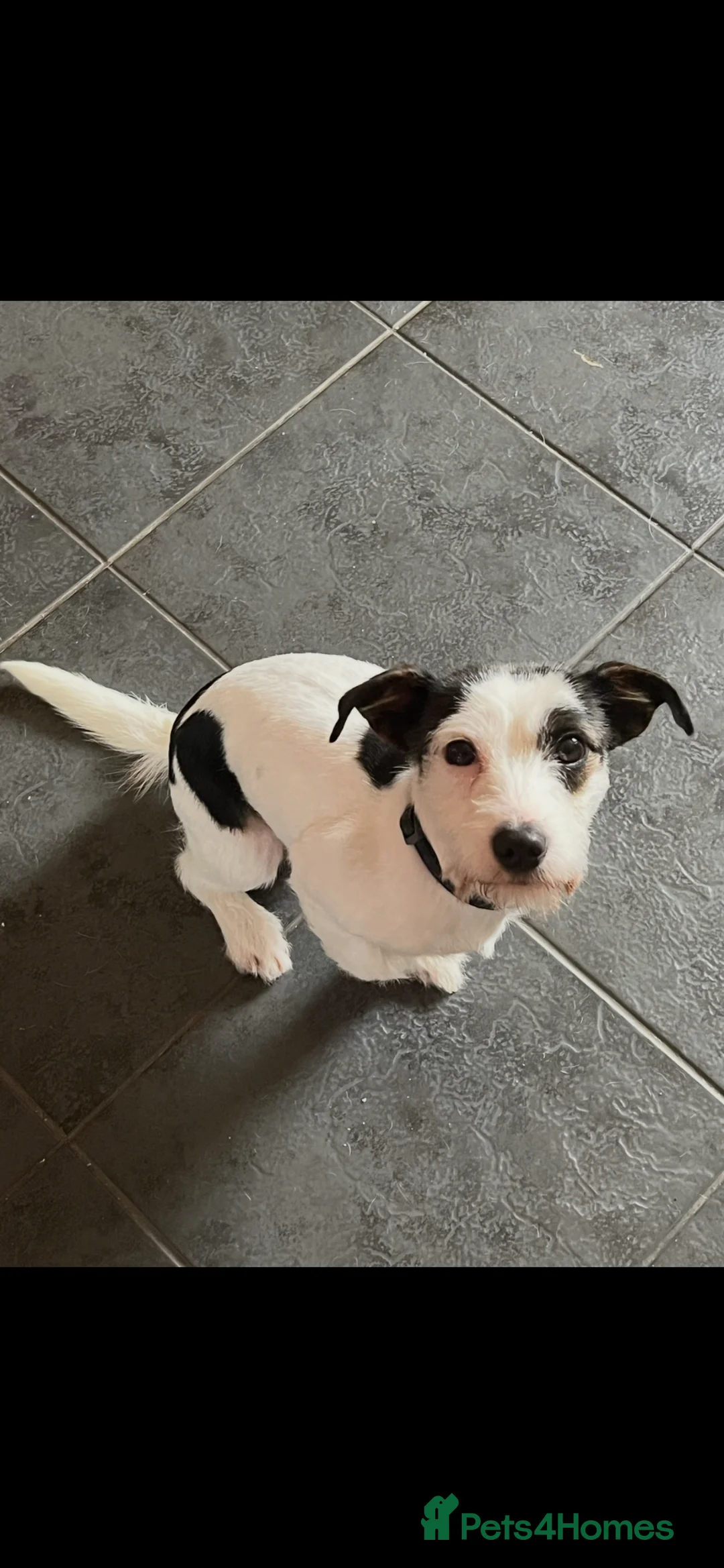 Jack Russell dogs for stud: Jack russel for stud - Advert 4