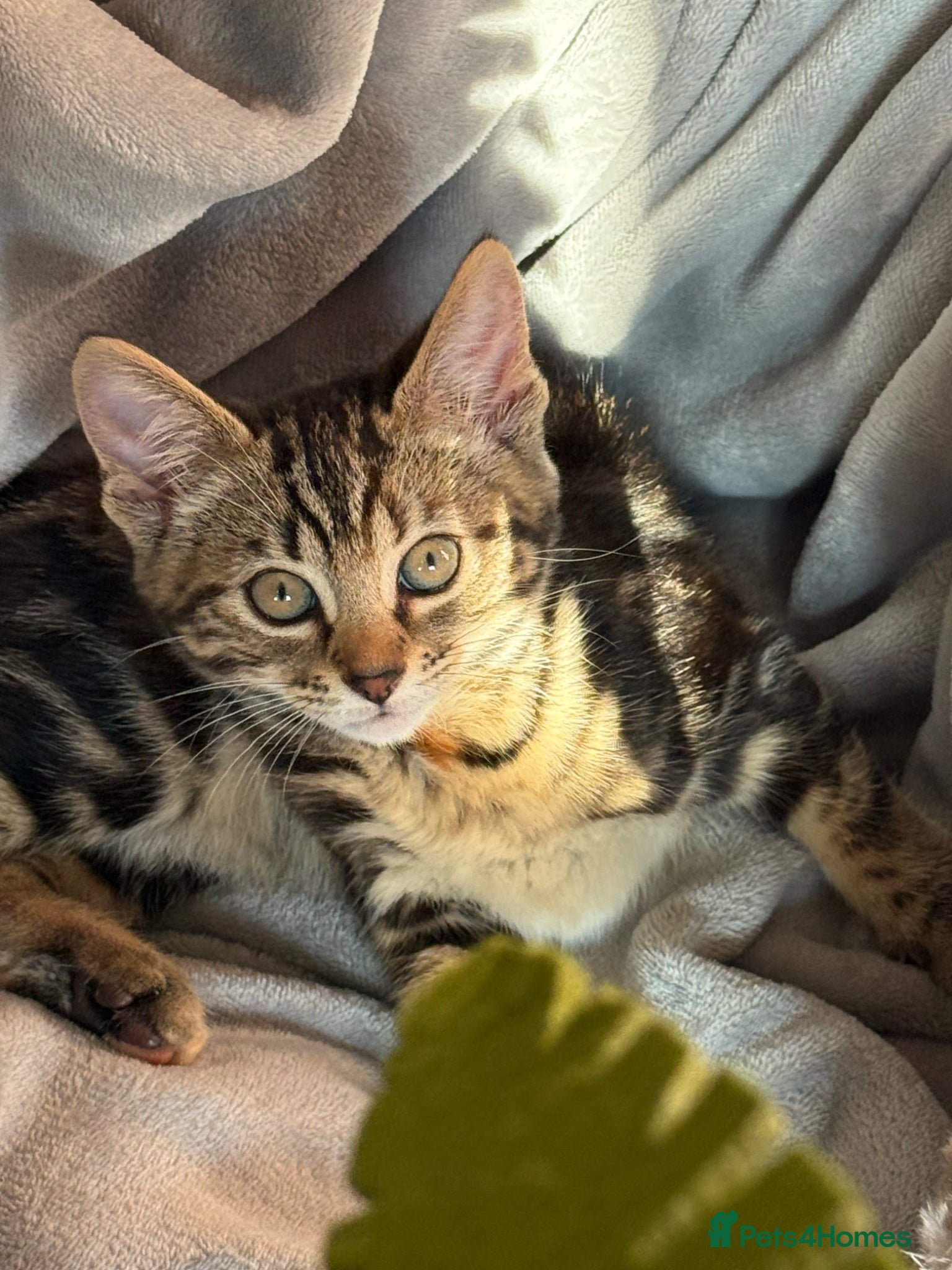 Mixed Breed cats Half bengal and tabby kitten for sale  - Advert 3