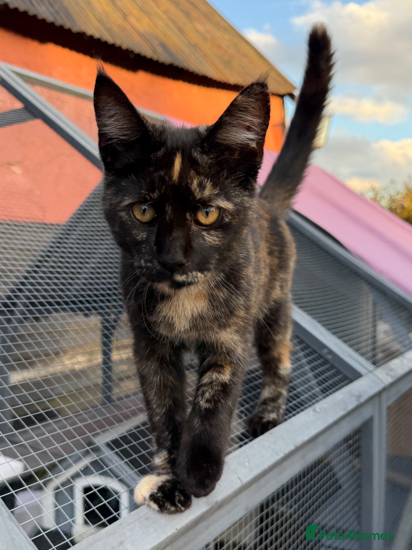 Mixed Breed cats Beautiful Friendly Kittens - Advert 3