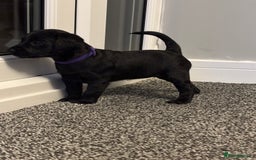 Mixed Breed dogs for sale: fox red Labrador X whippet puppies - Image 7