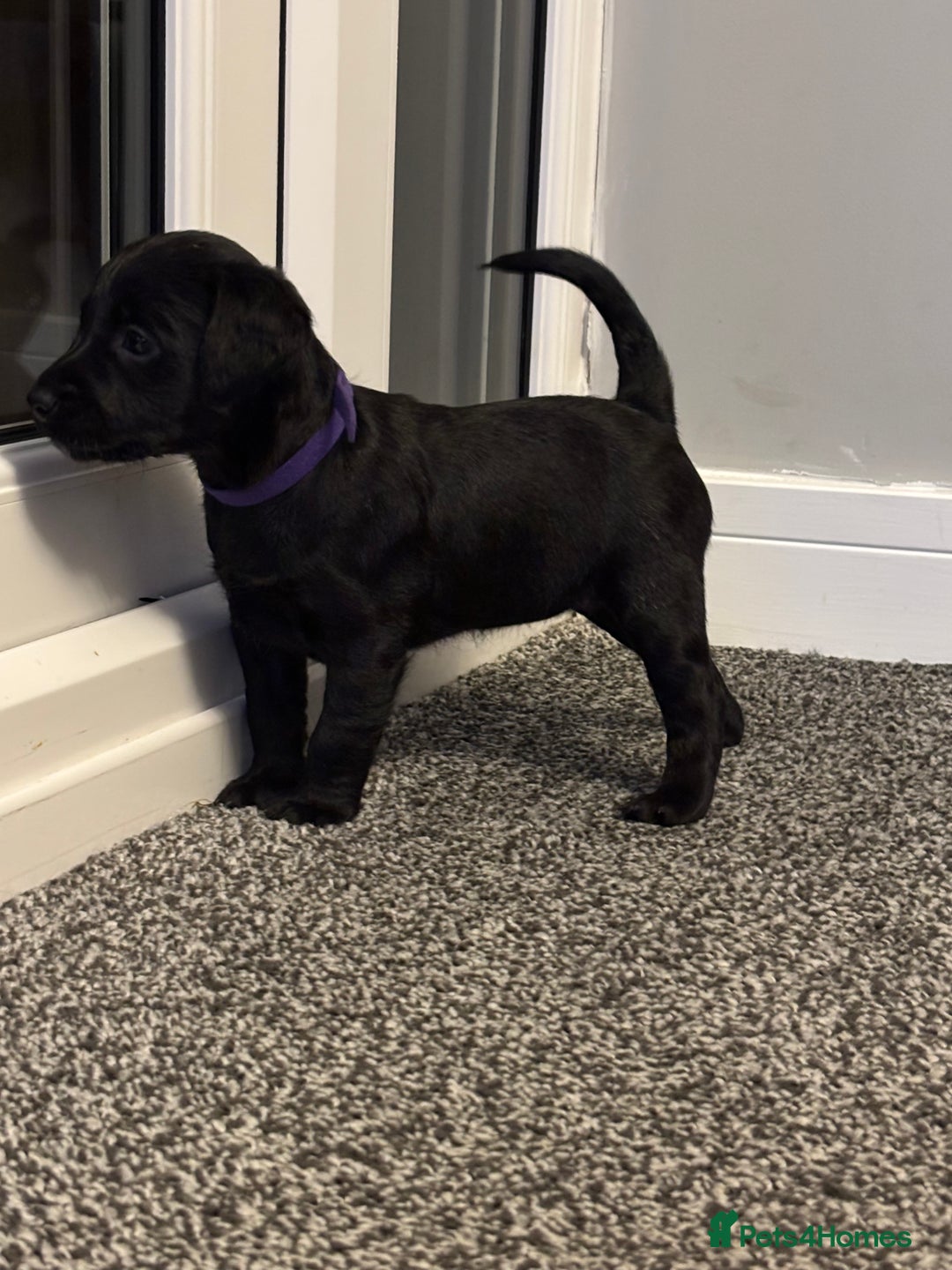 Mixed Breed dogs for sale: fox red Labrador X whippet puppies - Image 7