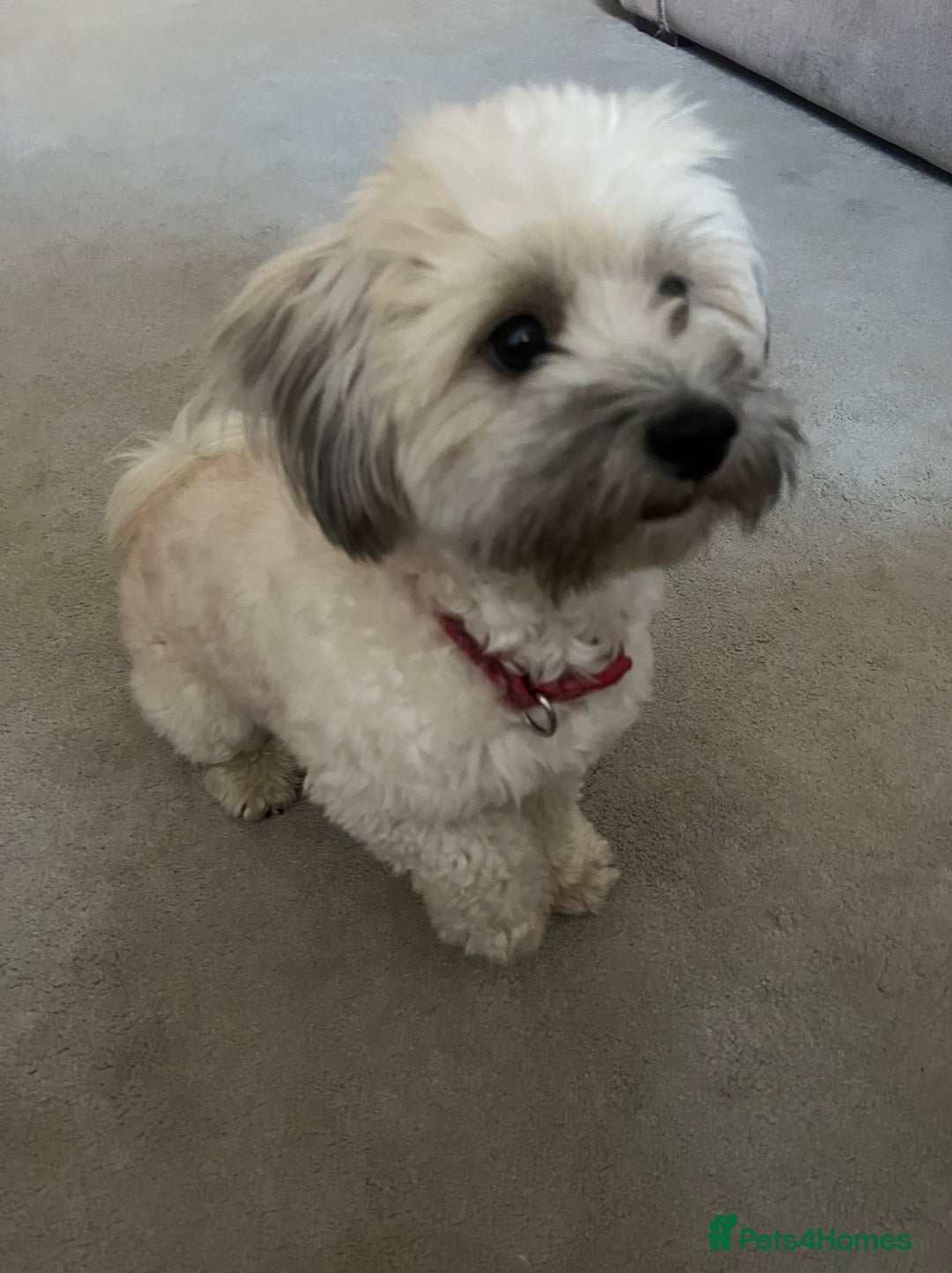 Maltipoo dogs for sale: Maltipoo - Advert 1