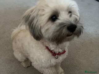 Maltipoo dogs Maltipoo - Advert 13